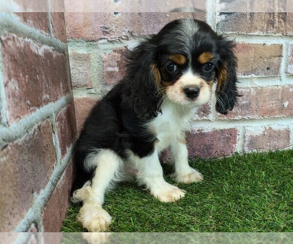 Medium Photo #9 Cavalier King Charles Spaniel Puppy For Sale in MOBERLY, MO, USA