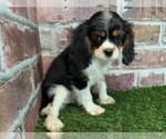 Small #8 Cavalier King Charles Spaniel