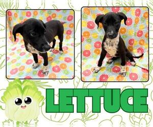 Labrador Retriever-Unknown Mix Dogs for adoption in Pearland, TX, USA