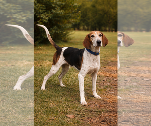 Mutt Dogs for adoption in Rustburg, VA, USA