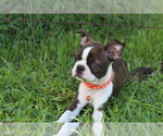 Small #3 Boston Terrier