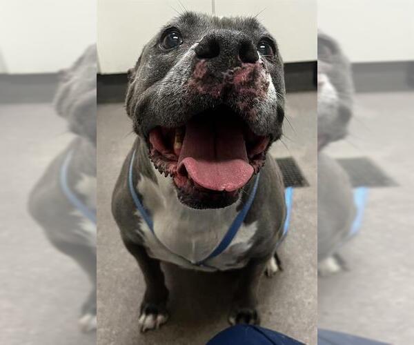 Medium Photo #1 Mutt Puppy For Sale in HESPERIA, CA, USA