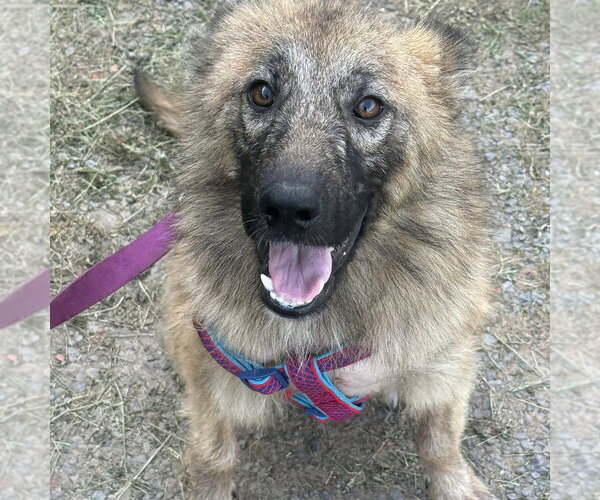 Medium Photo #1 German Shepherd Dog-Unknown Mix Puppy For Sale in Uwchlan, PA, USA