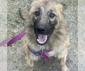 German Shepherd Dog-Unknown Mix Dogs for adoption in Uwchlan, PA, USA
