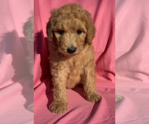 Golden Retriever Puppy for sale in SANTA ANA, CA, USA