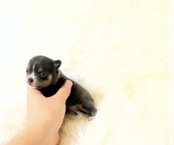 Medium Photo #3 Chihuahua Puppy For Sale in SACRAMENTO, CA, USA