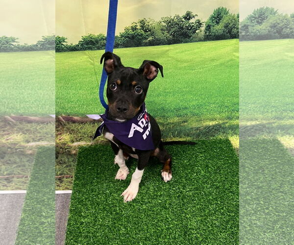 Medium Photo #1 Mutt Puppy For Sale in Euless, TX, USA