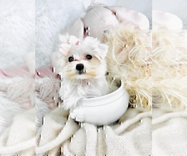 Medium Photo #7 Morkie Puppy For Sale in MIAMI BEACH, FL, USA