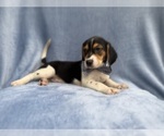 Small #4 Beagle