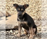 Small #5 Labrador Retriever Mix