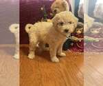 Small Pomeranian