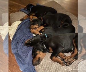 Doberman Pinscher Puppy for Sale in FREDERICKTOWN, Missouri USA