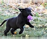 Small #3 Labrador Retriever