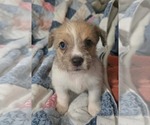 Avani- the A Litter - Female Cairn Terrier-Unknown Mix Dog for Adoption - Small photo