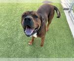 Small #1 American Staffordshire Terrier Mix