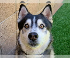 Siberian Husky Dogs for adoption in Moreno Valley, CA, USA