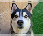 Small Siberian Husky