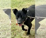 Small #1 Australian Kelpie Mix