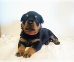 Small Photo #2 Rottweiler Puppy For Sale in TABLE GROVE, IL, USA