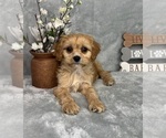 Small Photo #4 Cavapoo (Standard) Puppy For Sale in GREENFIELD, IN, USA