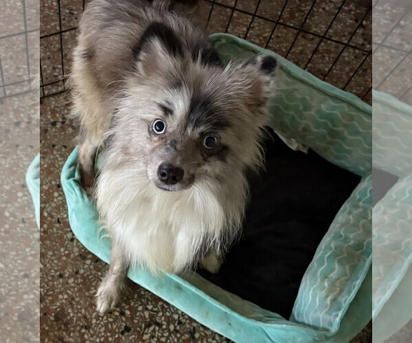 Medium Photo #1 Pomeranian Puppy For Sale in Sanford, FL, USA