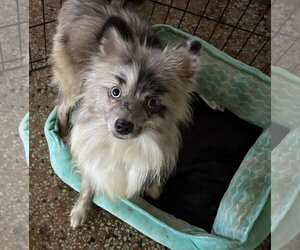 Pomeranian Dogs for adoption in Sanford, FL, USA