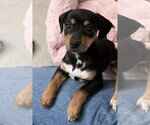 Small #2 Beagle Mix