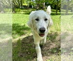 Small #13 Great Pyrenees Mix