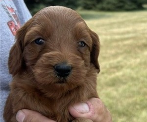 Medium Goldendoodle (Miniature)