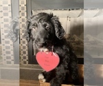Small Photo #6 F2 Aussiedoodle Puppy For Sale in ARBA, IN, USA