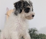 Small #4 Schnoodle (Miniature)