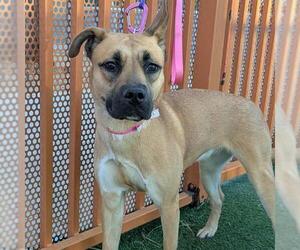 German Shepherd Dog-Unknown Mix Dogs for adoption in Las Vegas, NV, USA