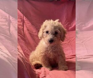 Bichon Frise Dogs for adoption in HOPKINSVILLE/PRINCETON, KY, NH, USA