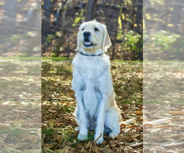 Medium Photo #1 Labradoodle mix (+ Poodle Standard) Puppy For Sale in ROANOKE, VA, USA