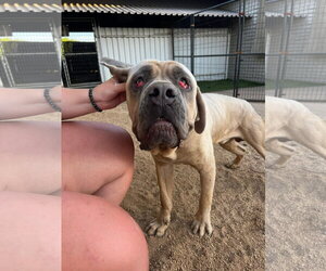 Raja - Male Mutt Dog for Adoption - Photo #3