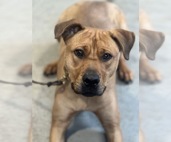 Medium Photo #1 Mutt Puppy For Sale in Dana Point, CA, USA