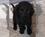 Puppy Mr Black Goldendoodle