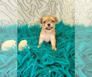 Yo-Chon Puppy for sale in KENDALL, WI, USA