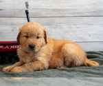 Puppy Buck Golden Retriever