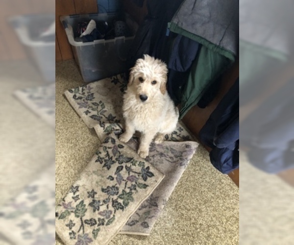 Medium Photo #1 Goldendoodle Puppy For Sale in ELKHART, IN, USA