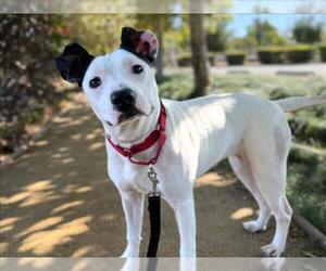 Medium American Pit Bull Terrier Mix