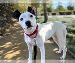 Small American Pit Bull Terrier Mix