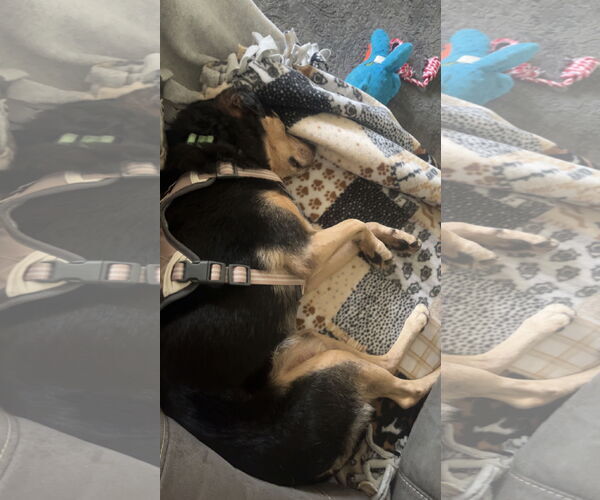 Medium Photo #14 Jack-A-Bee Puppy For Sale in Princeton, MN, USA