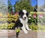 Small #7 Miniature Australian Shepherd