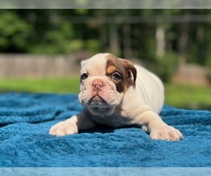 English Bulldog Puppy for sale in POWHATAN, VA, USA