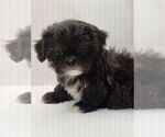 Small Photo #10 Shih Tzu Puppy For Sale in BRANDON, FL, USA