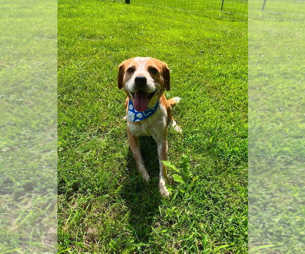 Medium Photo #2 Beagle-Unknown Mix Puppy For Sale in Osgood, IN, USA
