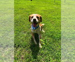 Small #1 Beagle Mix