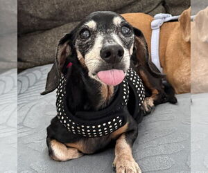Dachshund Dogs for adoption in Fruitland, SC, USA