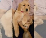 Small #9 Golden Retriever
